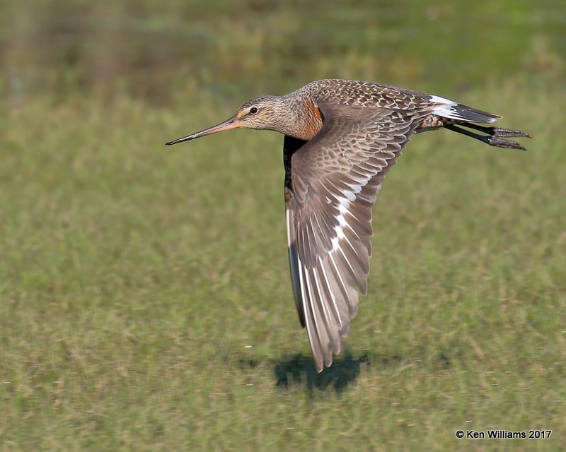 Hudsonian Godwit breeding male, Tulsa Co, OK, 5-5-17, Jda_08032.jpg