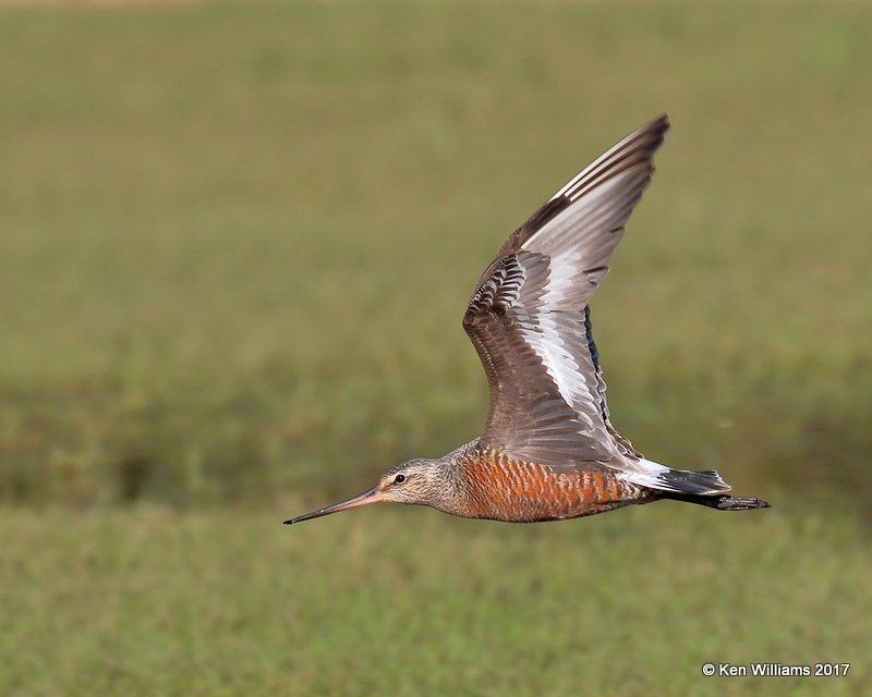 Hudsonian Godwit breeding male, Tulsa Co, OK, 5-5-17, Jda_08036.jpg