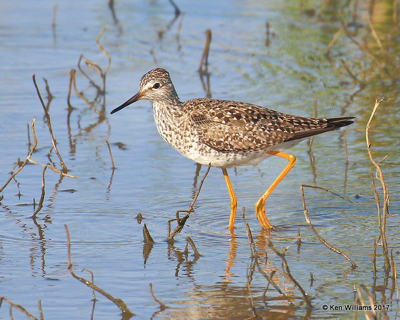 Lesser Yellowlegs breeding plumage, Hackberry Flats WMA, OK, 5-8-17, Jda_09190.jpg