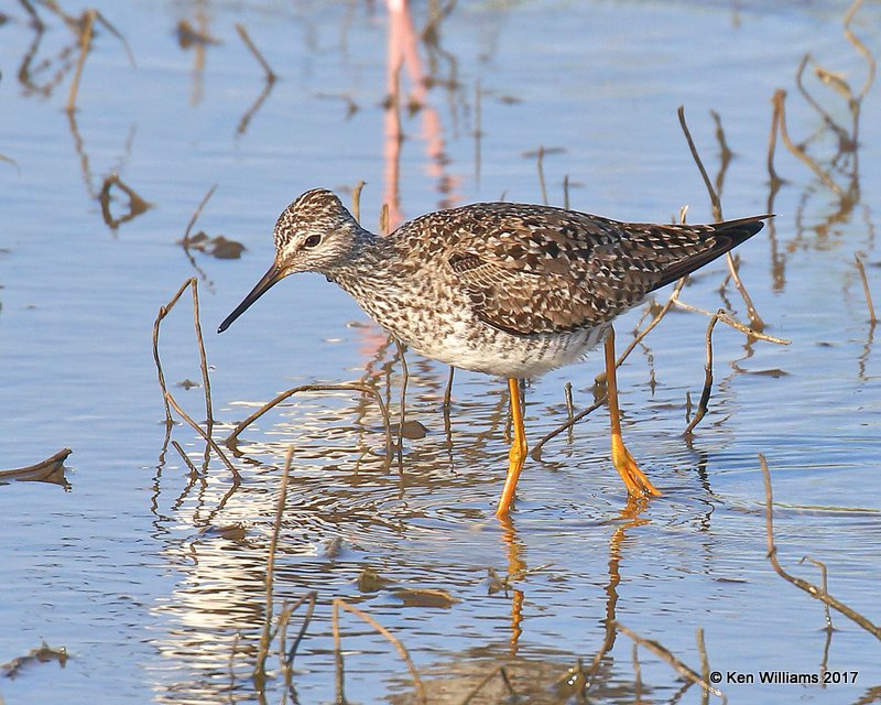 Lesser Yellowlegs breeding plumage, Hackberry Flats WMA, OK, 5-8-17, Jda_09192.jpg