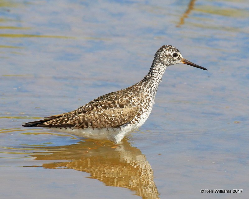 Lesser Yellowlegs breeding plumage, Hackberry Flats WMA, OK, 5-8-17, Jda_09490.jpg