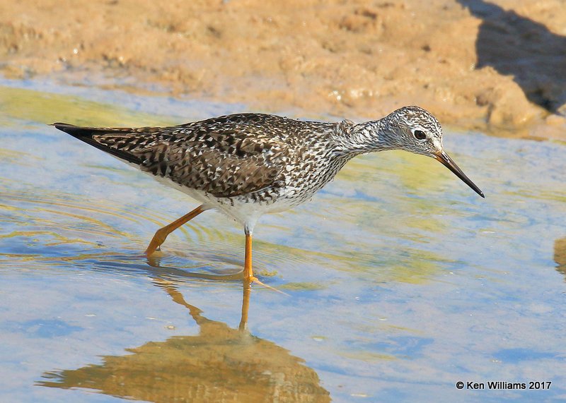 Lesser Yellowlegs breeding plumage, Hackberry Flats WMA, OK, 5-8-17, Jda_09495.jpg