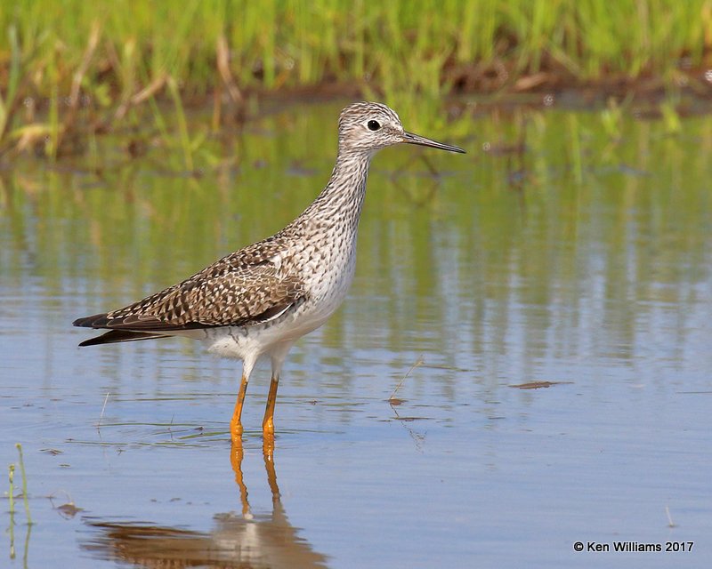 Lesser Yellowlegs, Osage Co, OK, 4-11-17, Jda_03577.jpg
