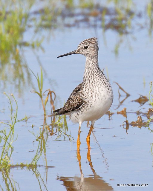 Lesser Yellowlegs, Osage Co, OK, 4-11-17, Jda_03600.jpg