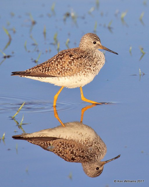 Lesser Yellowlegs, Tulsa Co, OK 4-27-17, Jda_05615.jpg