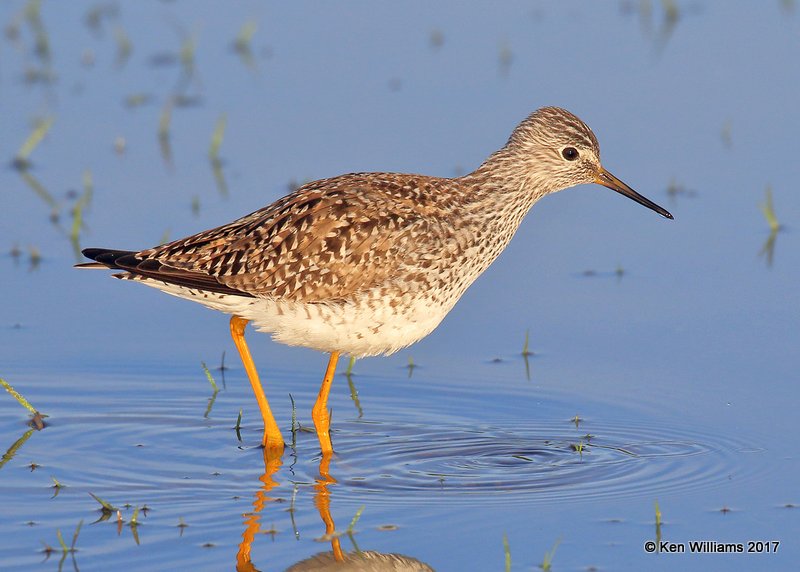 Lesser Yellowlegs, Tulsa Co, OK 4-27-17, Jda_05623.jpg