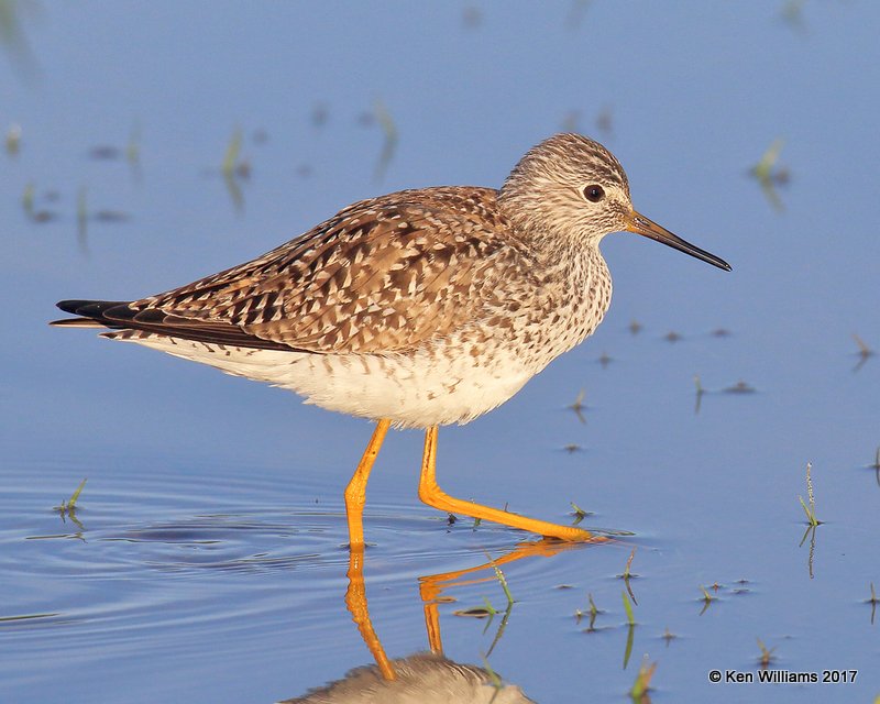 Lesser Yellowlegs, Tulsa Co, OK 4-27-17, Jda_05627.jpg