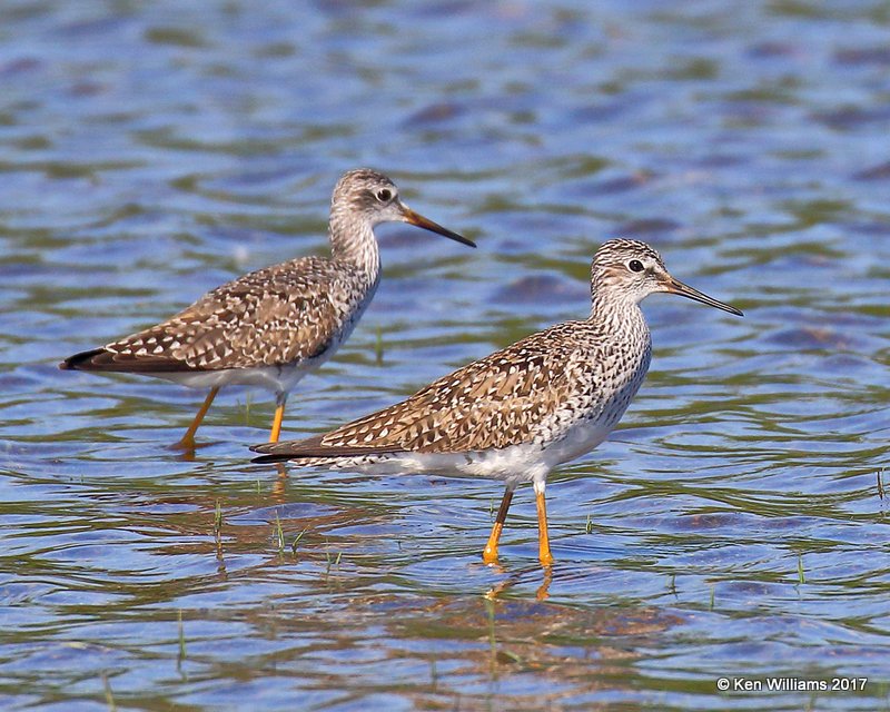 Lesser Yellowlegs breeding plumage, Tulsa Co, OK, 5-8-17, Jda_08534.jpg