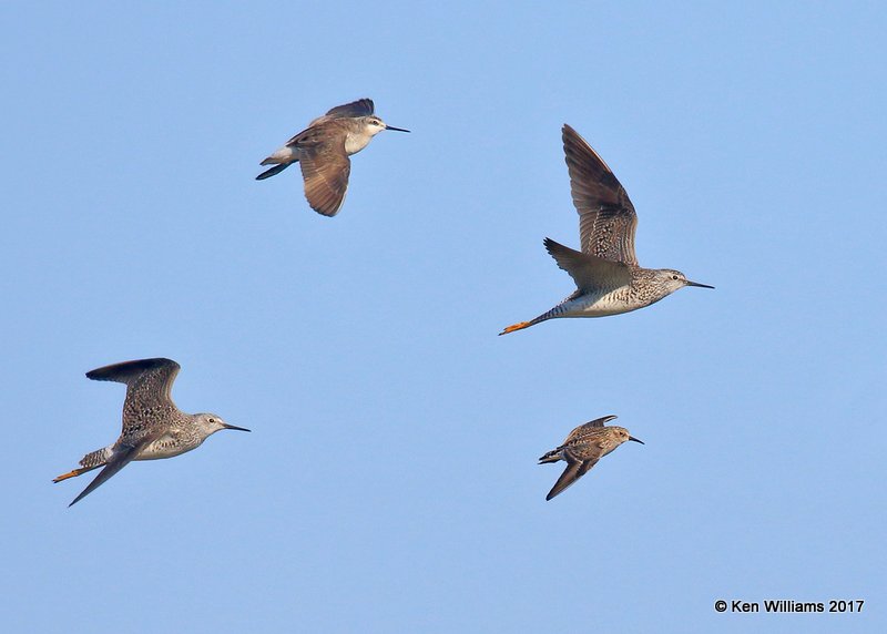 Lesser Yellowlegs, Wilson's Phalarope male, & Least Sandpiper, Tulsa Co, OK, 5-4-17, Jda_06767.jpg