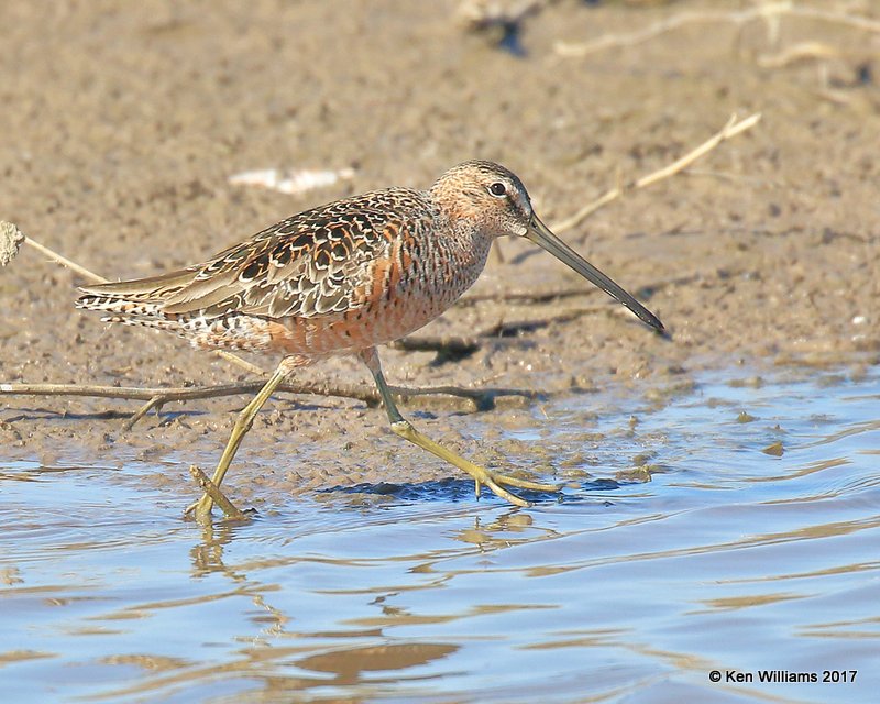 Long-billed Dowitcher breeding plumage, Hackberry Flats WMA, OK, 5-7-17, Jda_44708.jpg