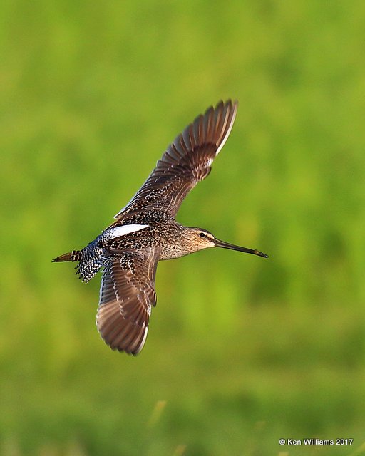 Long-billed Dowitcher breeding plumage, Hackberry Flats WMA, OK, 5-8-17, Jda_08871.jpg