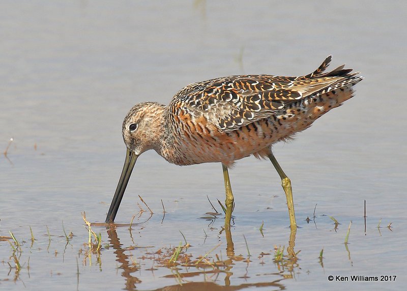 Long-billed Dowitcher breeding plumage, Tulsa Co, OK 4-18-17, Jda_04519.jpg
