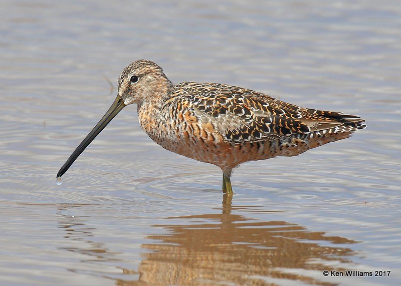 Long-billed Dowitcher breeding plumage, Tulsa Co, OK 4-18-17, Jda_04530.jpg