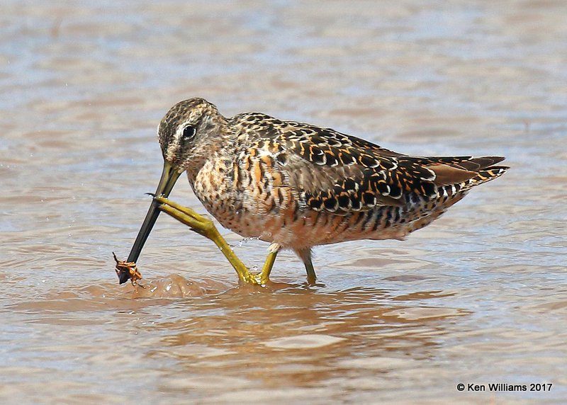 Long-billed Dowitcher breeding plumage, Tulsa Co, OK 4-18-17, Jda_04559.jpg