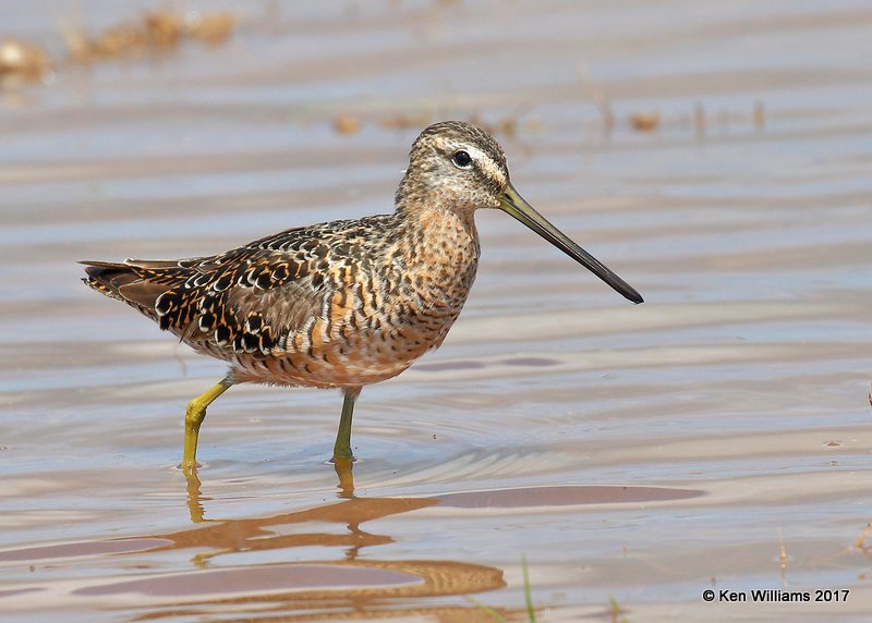 Long-billed Dowitcher breeding plumage, Tulsa Co, OK 4-18-17, Jda_04580.jpg
