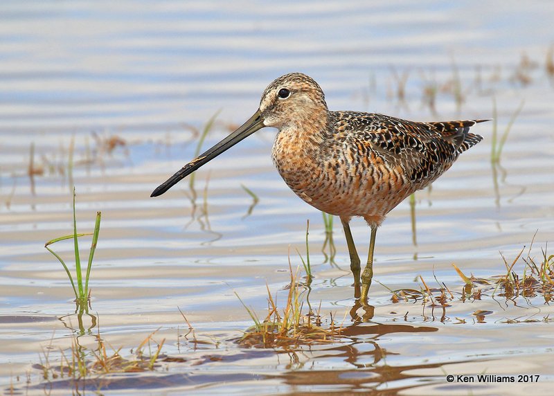 Long-billed Dowitcher breeding plumage, Tulsa Co, OK 4-18-17, Jda_04622.jpg