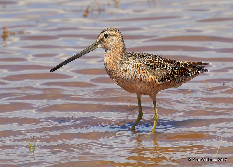 Long-billed Dowitcher breeding plumage, Tulsa Co, OK 4-18-17, Jda_04690.jpg