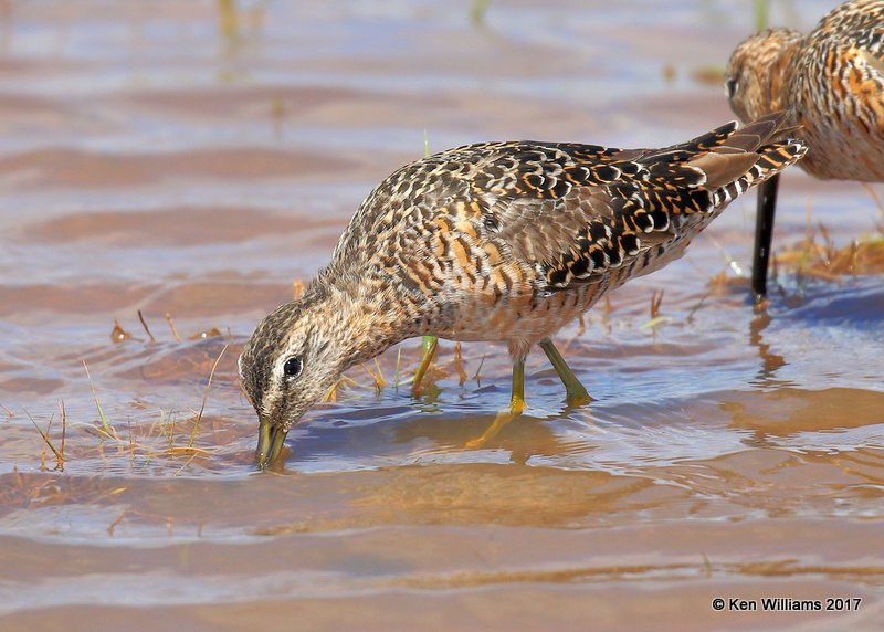 Long-billed Dowitcher breeding plumage, Tulsa Co, OK 4-18-17, Jda_04709.jpg