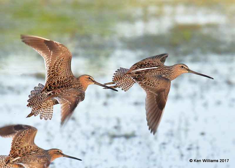 Long-billed Dowitchers breeding plumage, Tulsa Co, OK 4-27-17, Jda_05495.jpg