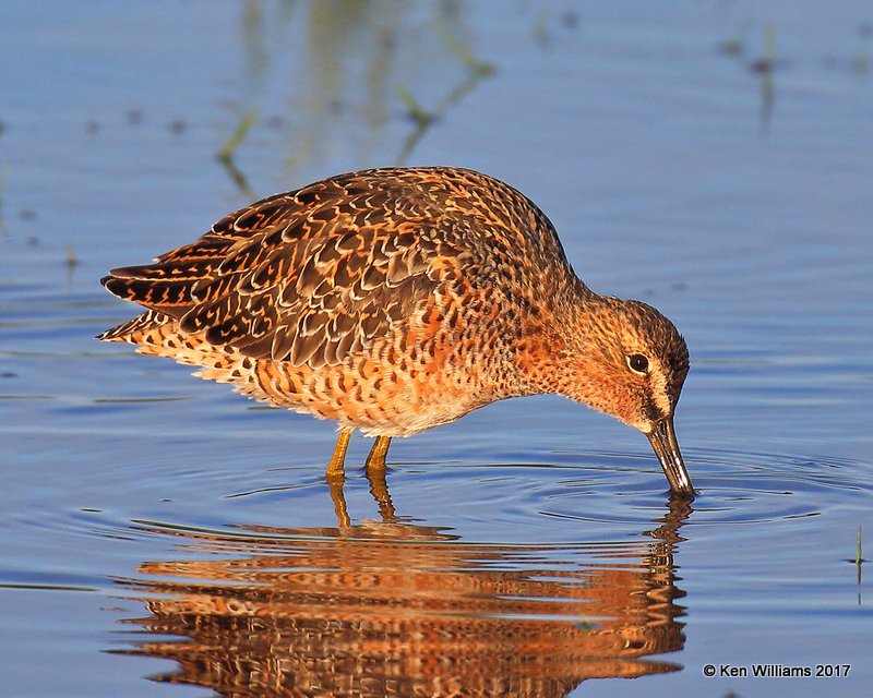 Long-billed Dowitcher breeding plumage, Tulsa Co, OK 4-27-17, Jda_05599.jpg