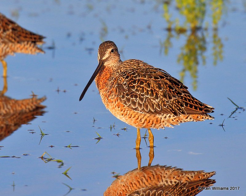 Long-billed Dowitcher breeding plumage, Tulsa Co, OK 4-27-17, Jda_05670.jpg