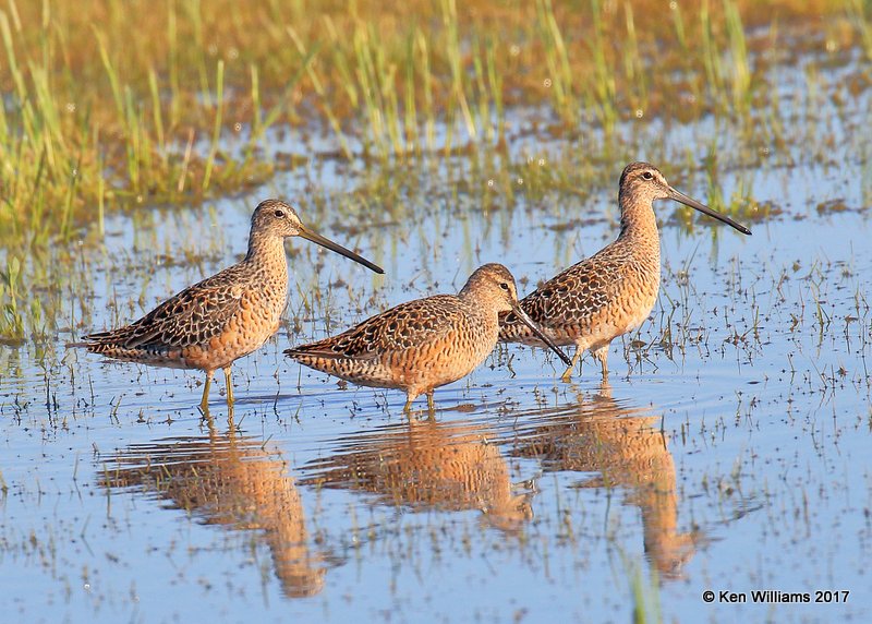 Long-billed Dowitchers breeding plumage, Tulsa Co, OK, 4-24-17, Rda_05250.jpg