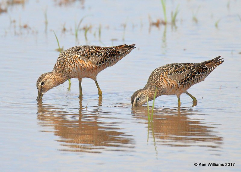 Long-billed Dowitchers molting into breeding plumage, Tulsa Co, OK 4-18-17, Jda_04417.jpg