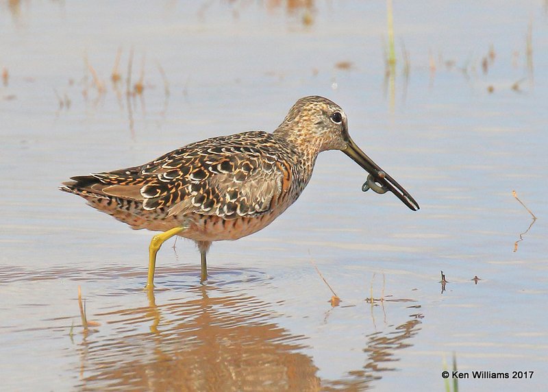 Long-billed Dowitcher molting into breeding plumage, Tulsa Co, OK 4-18-17, Jda_04437.jpg