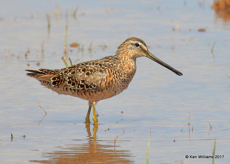 Long-billed Dowitcher molting into breeding plumage, Tulsa Co, OK 4-18-17, Jda_04447.jpg
