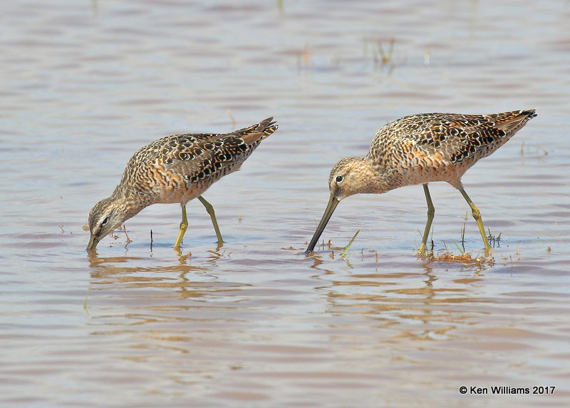 Long-billed Dowitchers breeding plumage, Tulsa Co, OK 4-18-17, Jda_04477.jpg
