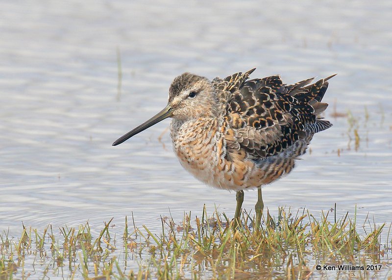 Long-billed Dowitcher molting into breeding plumage, Tulsa Co, OK 4-18-17, Jda_04494.jpg