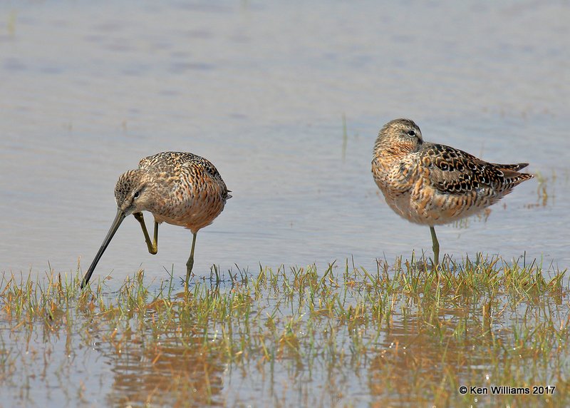 Long-billed Dowitchers molting into breeding plumage, Tulsa Co, OK 4-18-17, Jda_04511.jpg