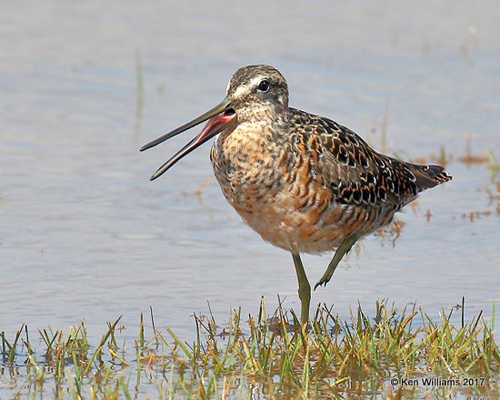 Long-billed Dowitcher molting into breeding plumage, Tulsa Co, OK 4-18-17, Jdaa_04504.jpg
