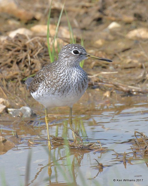 Solitary Sandpiper, Osage Co, OK, 4-11-17, Jda_03630.jpg