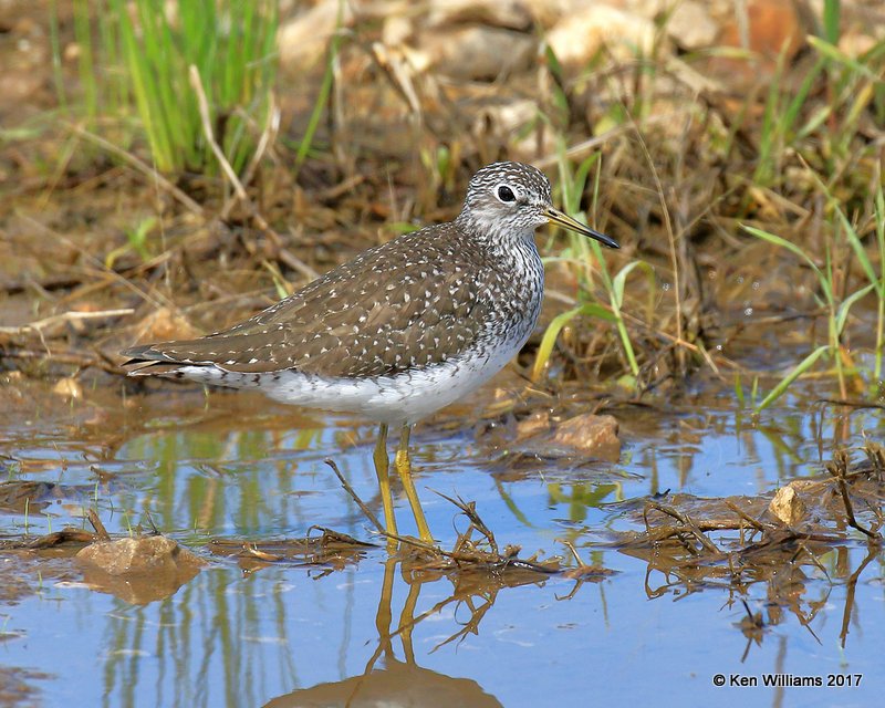 Solitary Sandpiper, Osage Co, OK, 4-11-17, Jda_03644.jpg