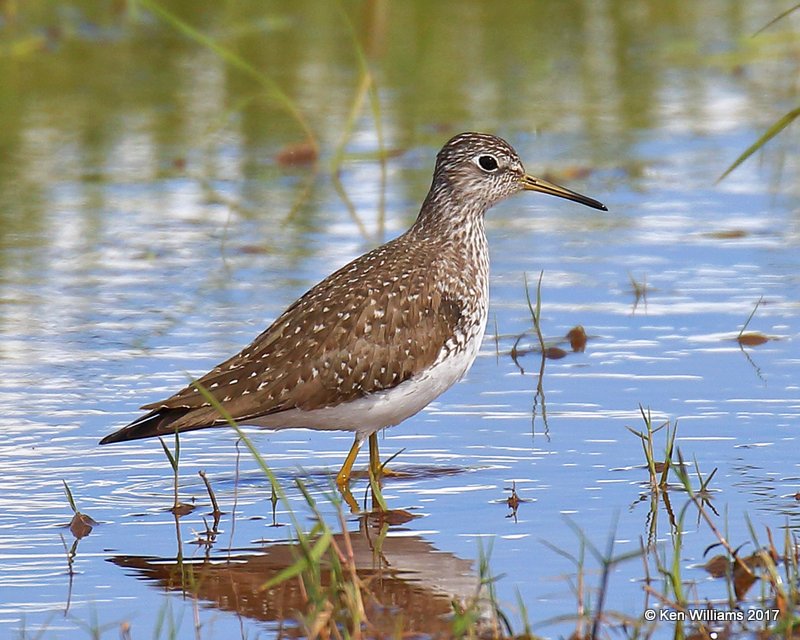 Solitary Sandpiper, Tulsa Co, OK 4-27-17, Jda_05834.jpg