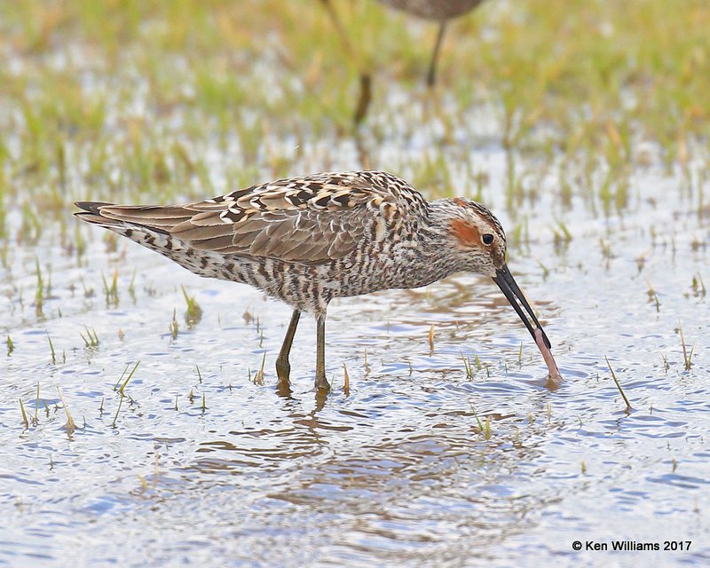 Stilt Sandpiper, Wagoner County. 5-12-17, Jda_10609.jpg