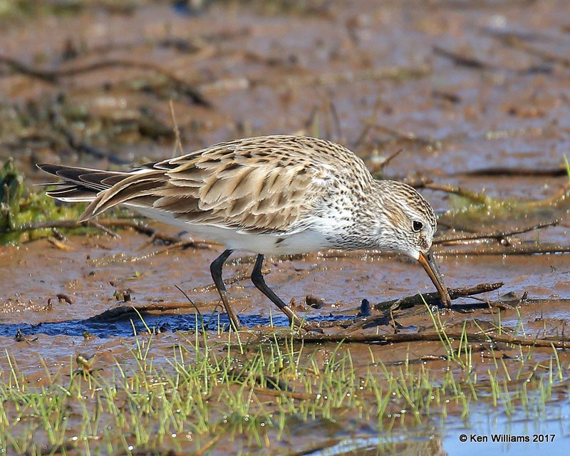 White-rumped Sandpiper, Hackberry Flats WMA, OK, 5-8-17, Jda_09370.jpg