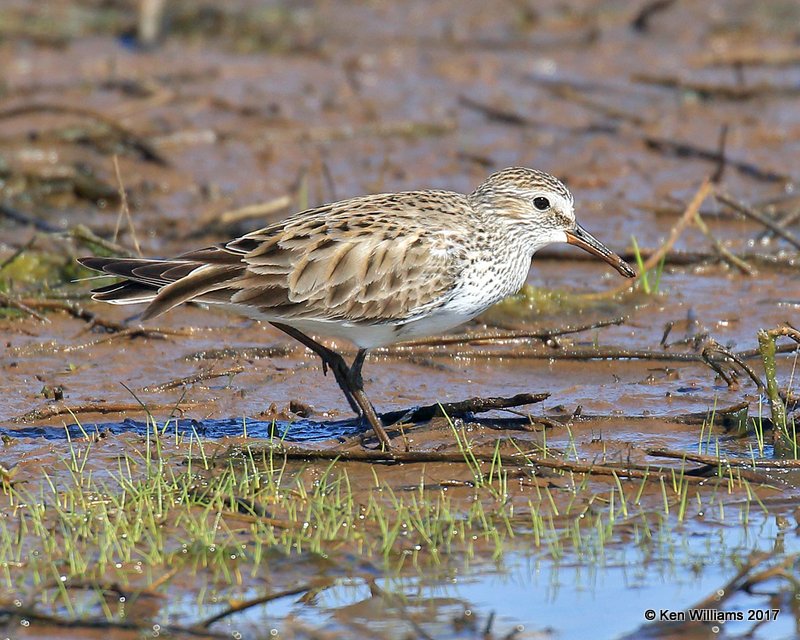 White-rumped Sandpiper, Hackberry Flats WMA, OK, 5-8-17, Jda_09372.jpg