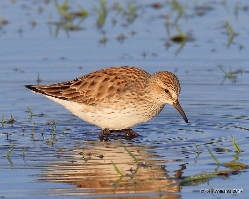 White-rumped Sandpiper breeding plumage, Tulsa Co, OK 4-27-17, Jda_05641.jpg
