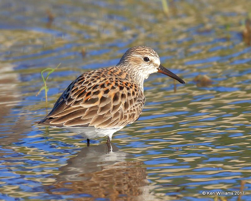White-rumped Sandpiper breeding plumage, Tulsa Co, OK, 5-4-17, Jda_06610.jpg