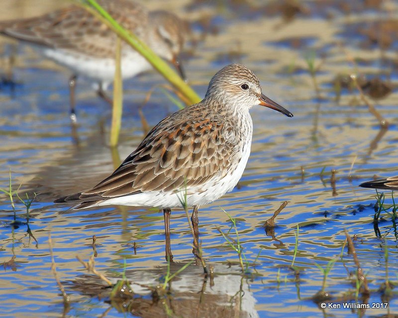 White-rumped Sandpiper breeding plumage, Tulsa Co, OK, 5-4-17, Jda_06633.jpg