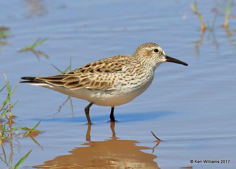 White-rumped Sandpiper breeding plumage, Tulsa Co, OK, 5-4-17, Jda_07024.jpg