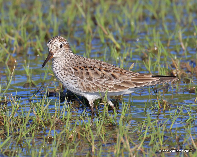 White-rumped Sandpiper breeding plumage, Tulsa Co, OK, 5-5-17, Jda_07967.jpg