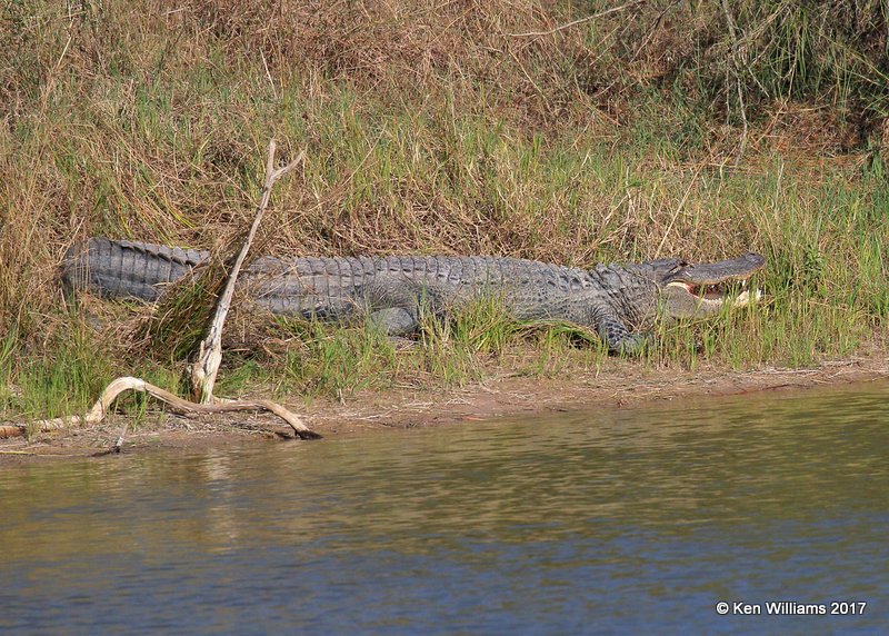 American Alligator, Estero Llano Grande SP, TX, 02_14_2017, Jda_28100.jpg