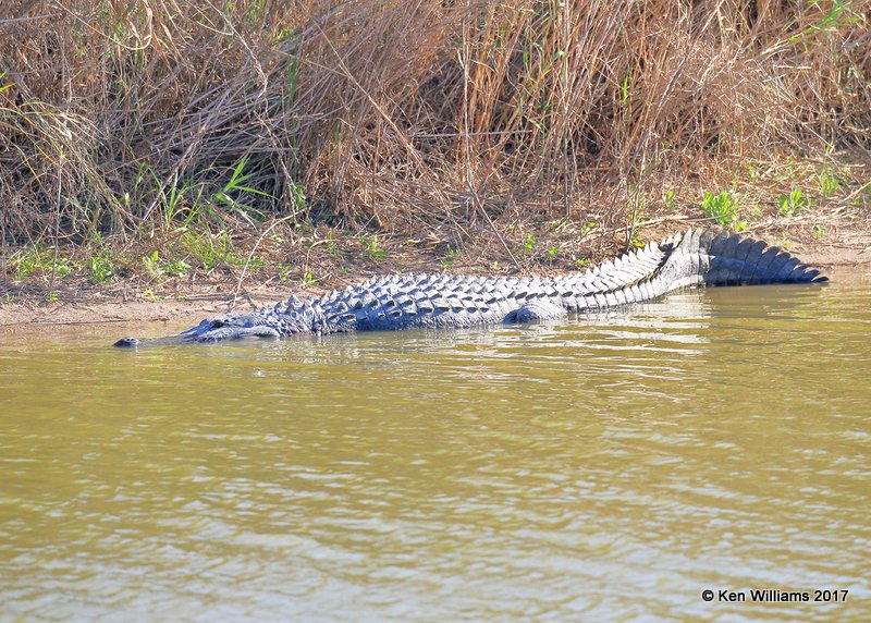 American Alligator, Estero Llano Grande SP, TX, 02_14_2017, Rda_28102.jpg