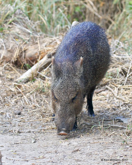 Javelina, Benson SP, TX, 02_13_2017, Rda_27110.jpg