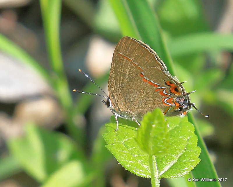 Dusky-blue Groundstreak, Butterfly Garden, Mission, TX, 02_17_2017, Jda_30310.jpg