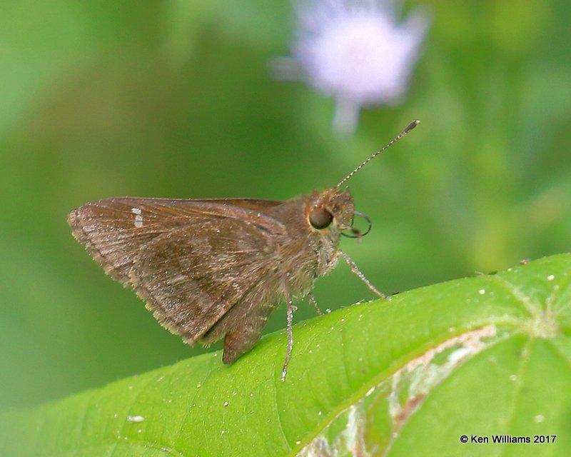 :Fawn-spotted Skipper: