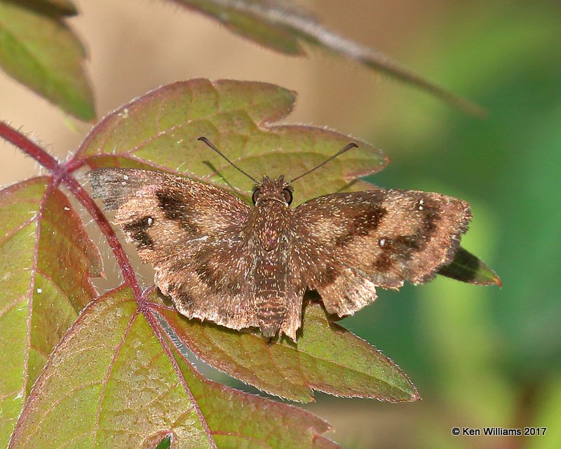 Mazans Scdallopwing female, Sabal Palm Sanctuary, Brownsville, TX, 02_18_2017, Rda_30872.jpg